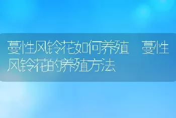 蔓性风铃花如何养殖 蔓性风铃花的养殖方法