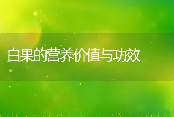 白果的营养价值与功效