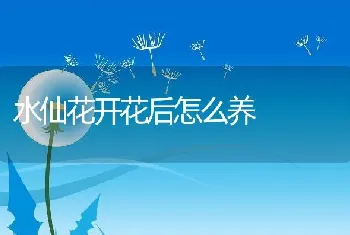 水仙花开花后怎么养