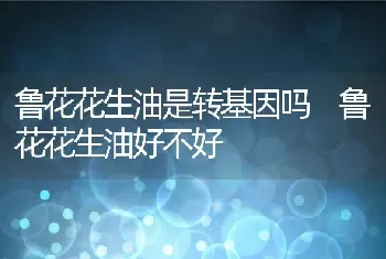 干百合的功效与作用