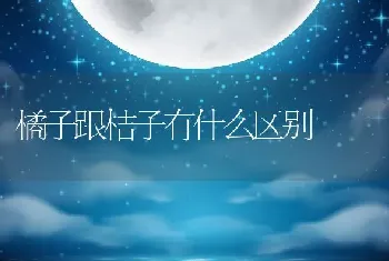 橘子跟桔子有什么区别