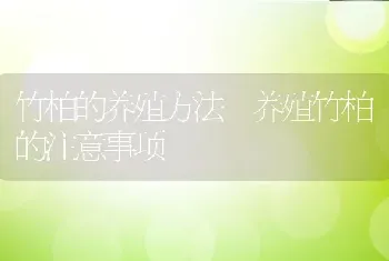 竹柏的养殖方法 养殖竹柏的注意事项