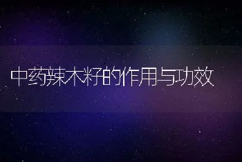 中药辣木籽的作用与功效