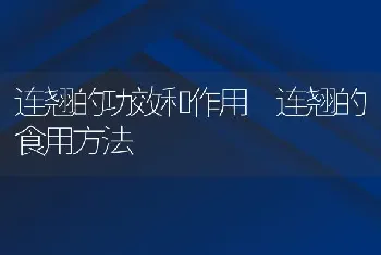 连翘的功效和作用 连翘的食用方法