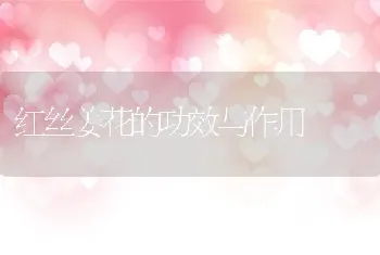 红丝姜花的功效与作用