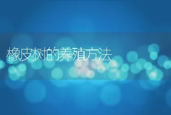 橡皮树的养殖方法