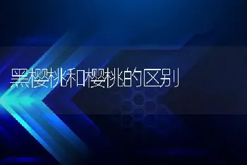 黑樱桃和樱桃的区别