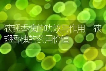 狭翅香槐的功效与作用 狭翅香槐的药用价值