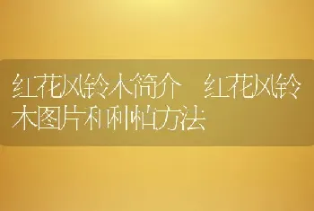 红花风铃木简介 红花风铃木图片和种植方法