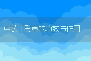 中药丁癸草的功效与作用