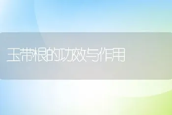 玉带根的功效与作用