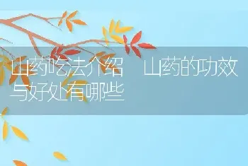 山药吃法介绍 山药的功效与好处有哪些