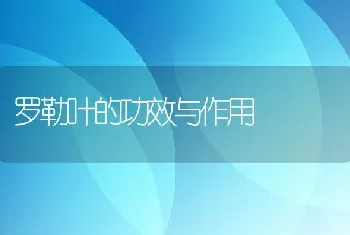 罗勒叶的功效与作用