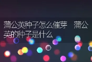 蒲公英种子怎么催芽 蒲公英的种子是什么