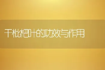 干枇杷叶的功效与作用