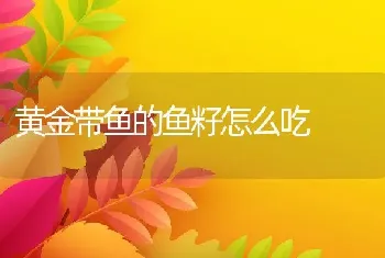 黄金带鱼的鱼籽怎么吃