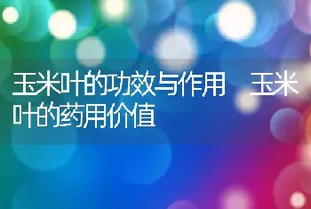 玉米叶的功效与作用 玉米叶的药用价值