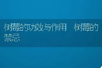 树莓的功效与作用 树莓的禁忌