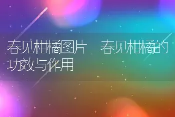 春见柑橘图片 春见柑橘的功效与作用