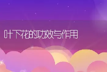 叶下花的功效与作用