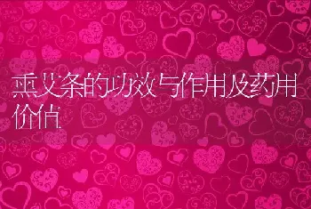 海参怎么做好吃又简单 海参怎么吃最有营养