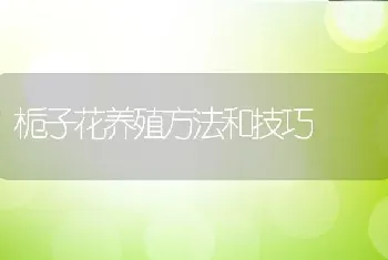 栀子花养殖方法和技巧