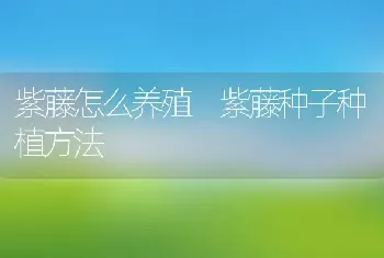 紫藤怎么养殖 紫藤种子种植方法