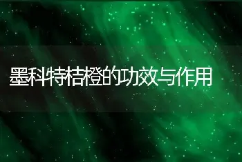 墨科特桔橙的功效与作用