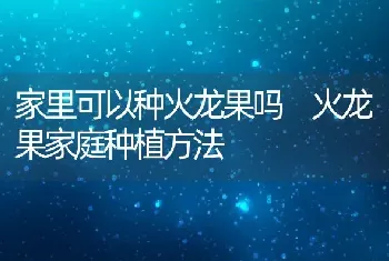 家里可以种火龙果吗 火龙果家庭种植方法