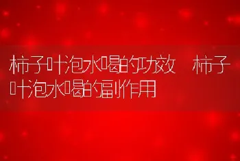 柿子叶泡水喝的功效 柿子叶泡水喝的副作用