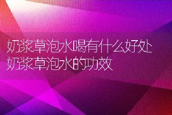 奶浆草泡水喝有什么好处 奶浆草泡水的功效