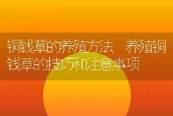 铜钱草的养殖方法 养殖铜钱草的技巧和注意事项