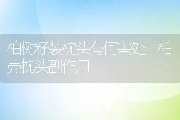 柏树籽装枕头有何害处 柏壳枕头副作用