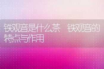 铁观音是什么茶 铁观音的特点与作用