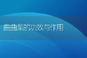 曲曲菜的功效与作用