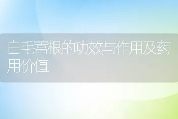 白毛蒿根的功效与作用及药用价值