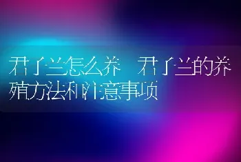 君子兰怎么养 君子兰的养殖方法和注意事项