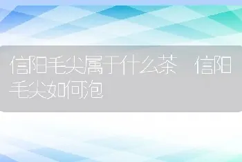 信阳毛尖属于什么茶 信阳毛尖如何泡