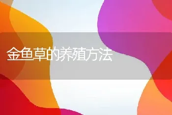 金鱼草的养殖方法