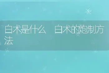 白术是什么 白术的炮制方法