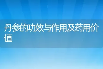 丹参的功效与作用及药用价值