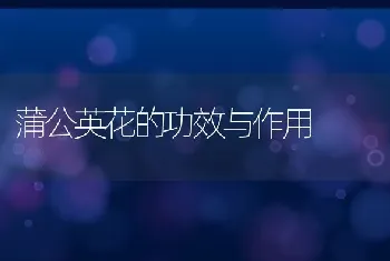 蒲公英花的功效与作用