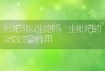 枇杷可以生吃吗 生枇杷的功效与副作用