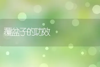 覆盆子的功效