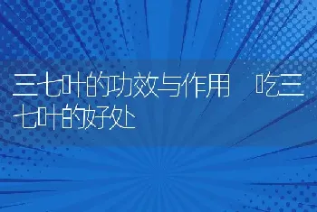 三七叶的功效与作用 吃三七叶的好处