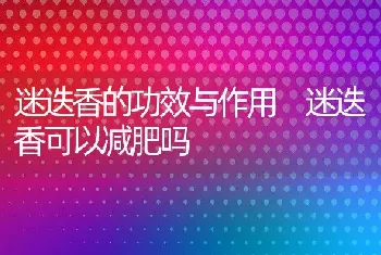 迷迭香的功效与作用 迷迭香可以减肥吗