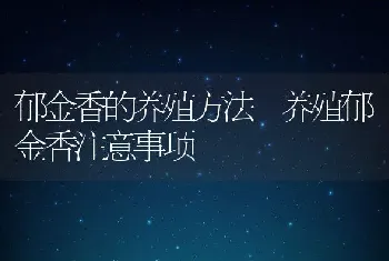 郁金香的养殖方法 养殖郁金香注意事项