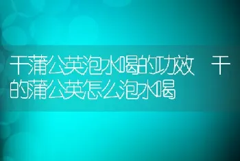 干蒲公英泡水喝的功效 干的蒲公英怎么泡水喝