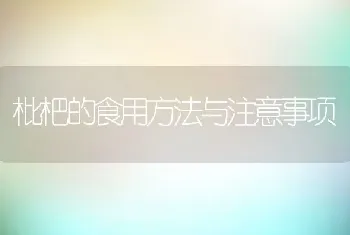 枇杷的食用方法与注意事项