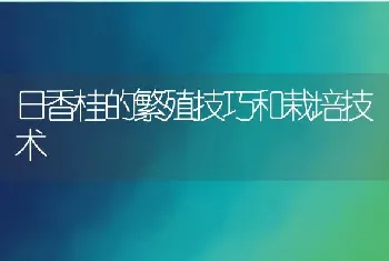 日香桂的繁殖技巧和栽培技术